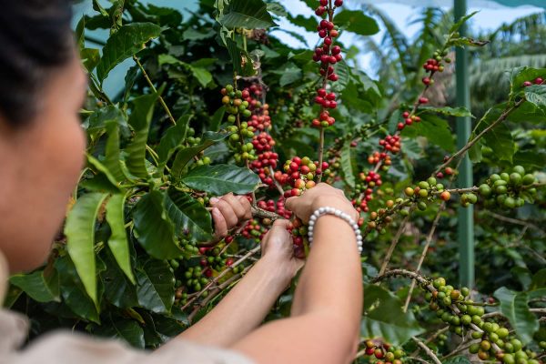 Coffee & Cacao Tours