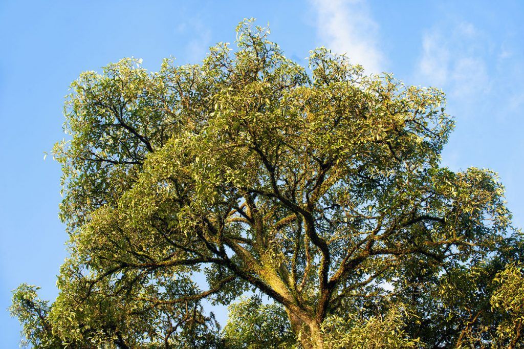 DjunaIvereighforFivelementsDesignDetails53 24